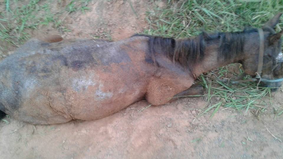 Crueldade: Cavalo é resgatado após homem tentar atear fogo no animal em Gravataí