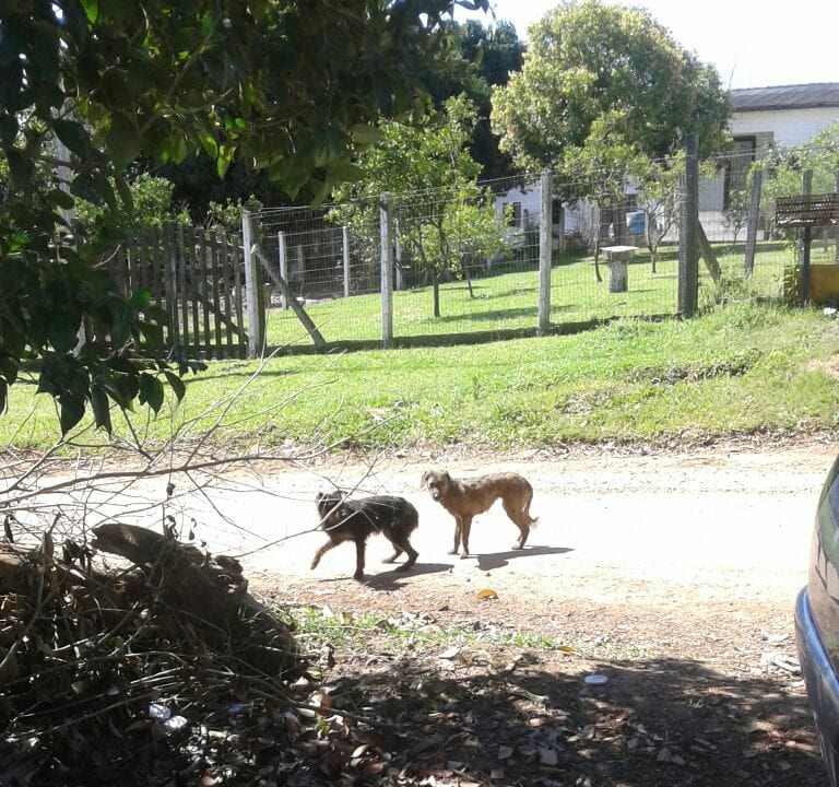 Denúncia: Morador flagra motorista de veículo abandonando dois cães em Gravataí