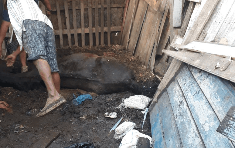 Cavalo morre após ser vítima de maus-tratos em Gravataí