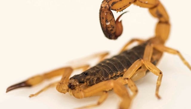 Defesa Civil de Gravataí alerta sobre o aparecimento do escorpião amarelo