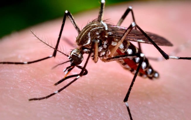 É época de redobrar a atenção com o Aedes Aegypti, alerta prefeitura
