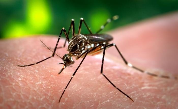 Gravataí registra número expressivo de notificações de dengue