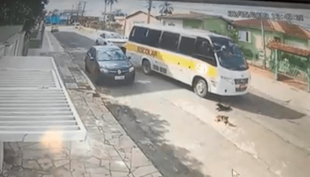 Polícia poderá apurar conduta de motorista de van escolar que matou cão atropelado em Gravataí