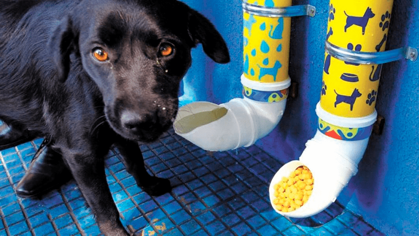 Entra na Câmara projeto para instalar bebedouros e comedouros para animais de rua em Gravataí