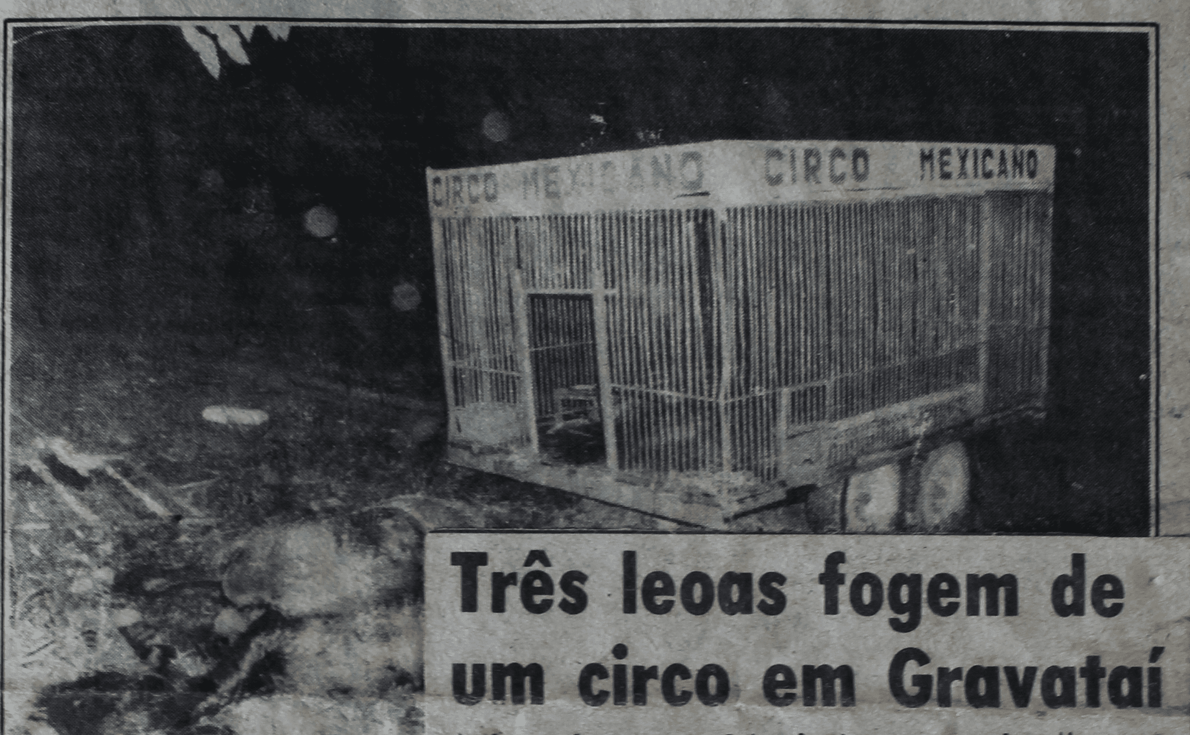 A madrugada em que três leoas escaparam do circo e andaram por Gravataí