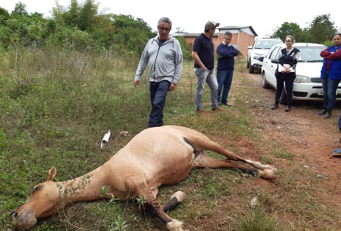 Laudos sobre a morte misteriosa de 13 cavalos em Gravataí dão inconclusivos