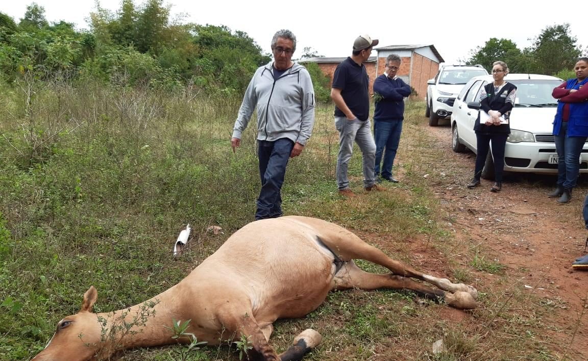 Polícia investiga se morte misteriosa de 13 cavalos em Gravataí foi criminosa