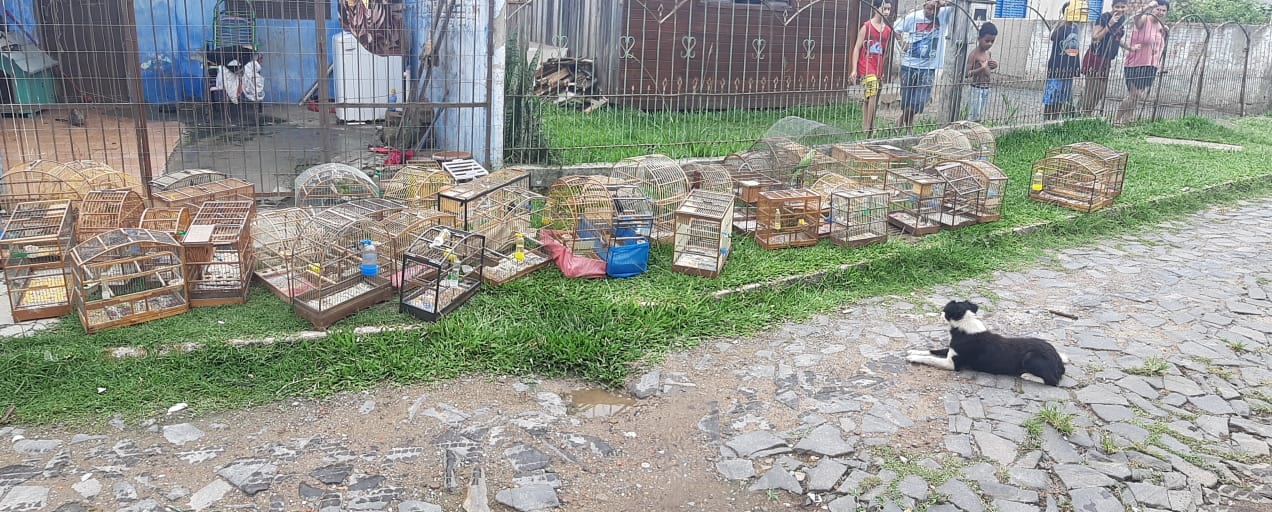 Polícia Civil encontra local que era usado como cativeiro para 53 aves silvestres em Gravataí