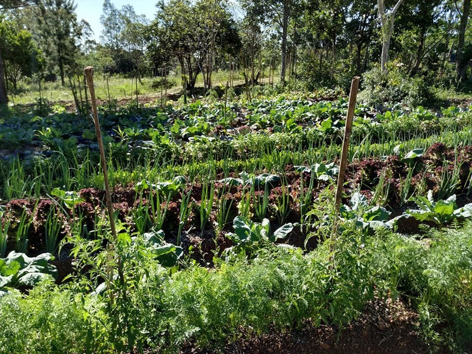 Agrofloresta em Gravataí é exemplo de agricultura sem a utilização de produtos químicos