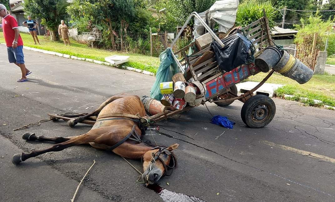 Cavalo morre no meio da rua em Gravataí; é o terceiro caso em menos de uma semana na região