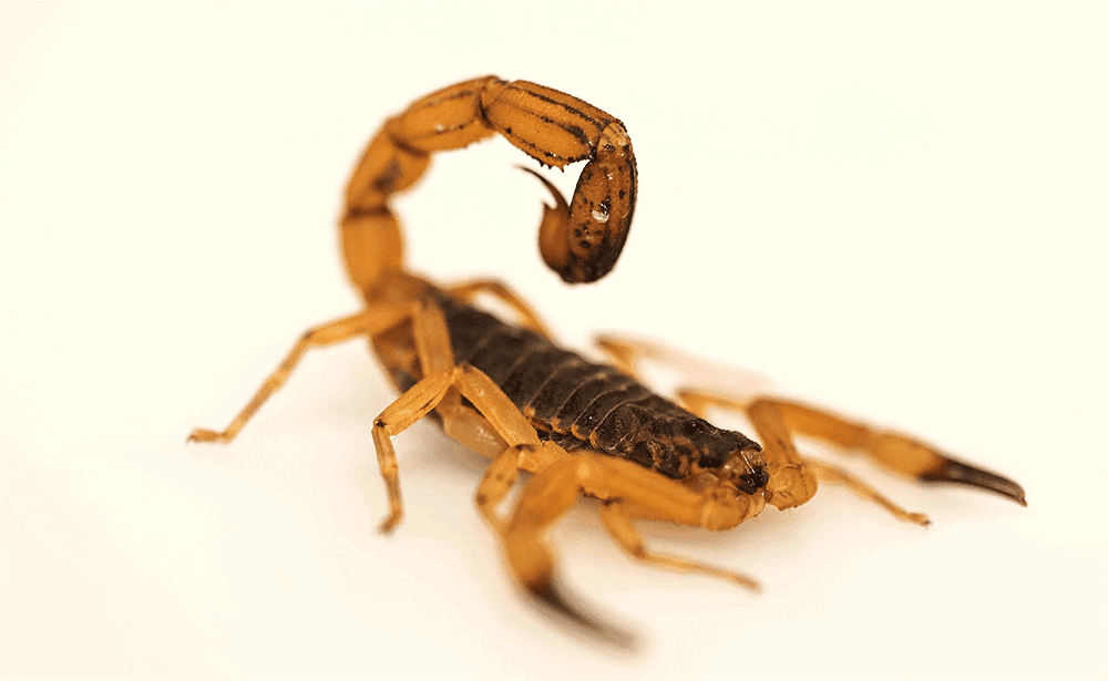 No verão, aumenta a possibilidade de escorpiões amarelos na região; saiba como evitar