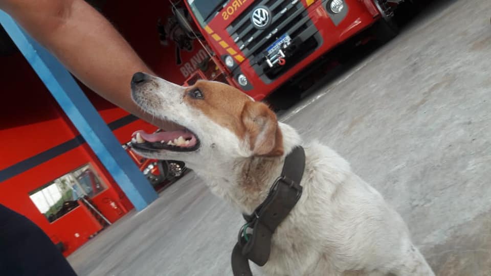 Salvo durante incêndio de grandes proporções, cão virou o‘xodó’ dos Bombeiros em Gravataí