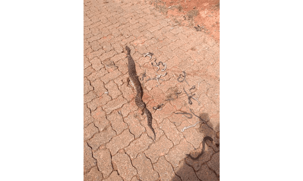 Grupamento Ambiental faz varredura de área após aparição de cobras peçonhentas no entorno de fundação em Gravataí