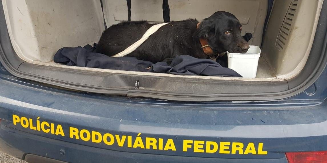 Agentes da PRF resgatam cachorro abandonado na Freeway, em Gravataí