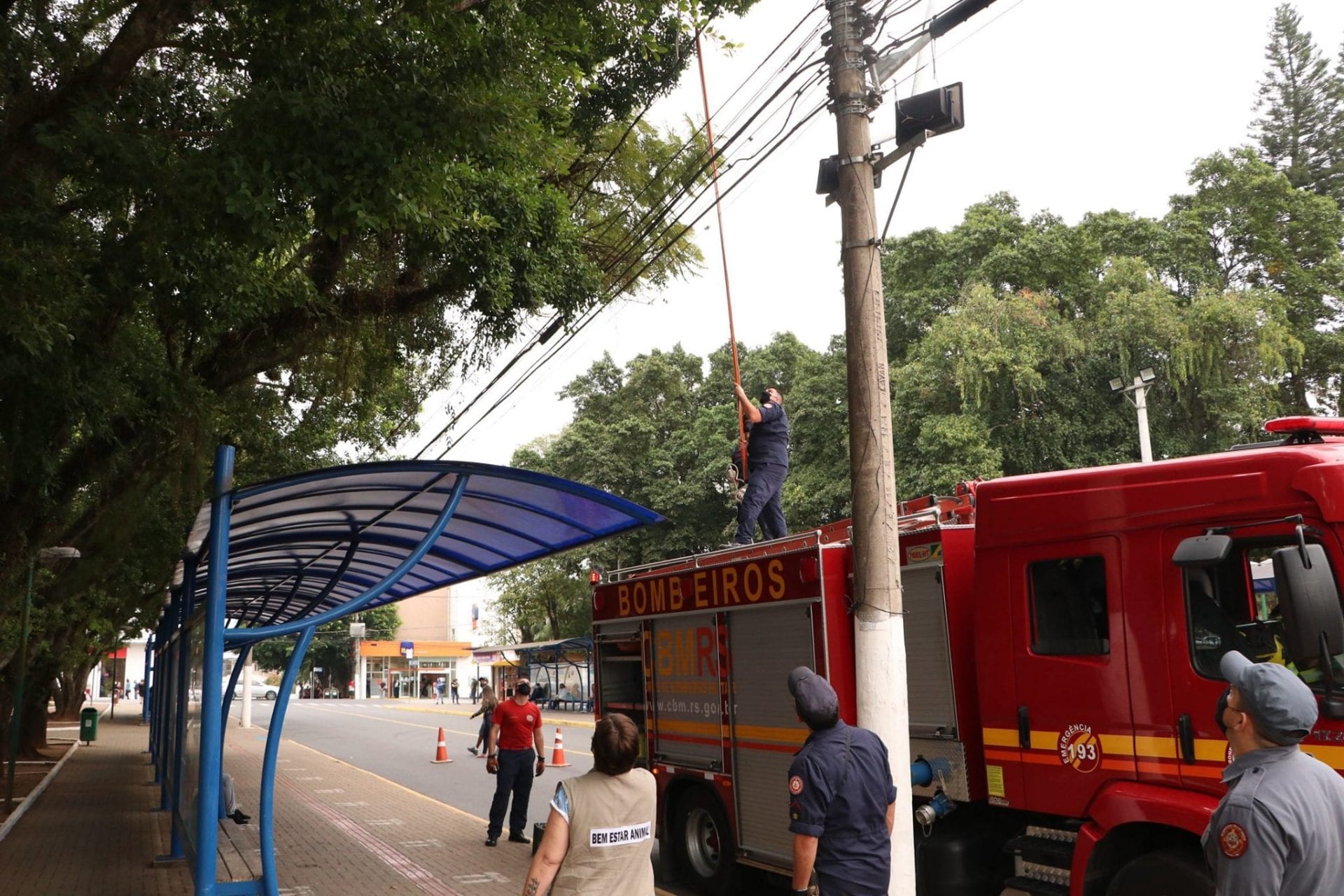 Gatinha assustada sobe em árvores no Centro e dá trabalho para os bombeiros