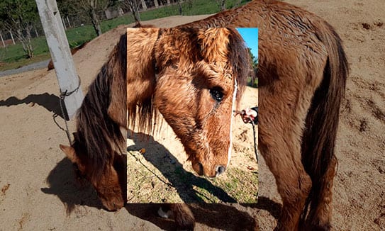 Após denúncia de maus-tratos, cavalo é encontrado com patas