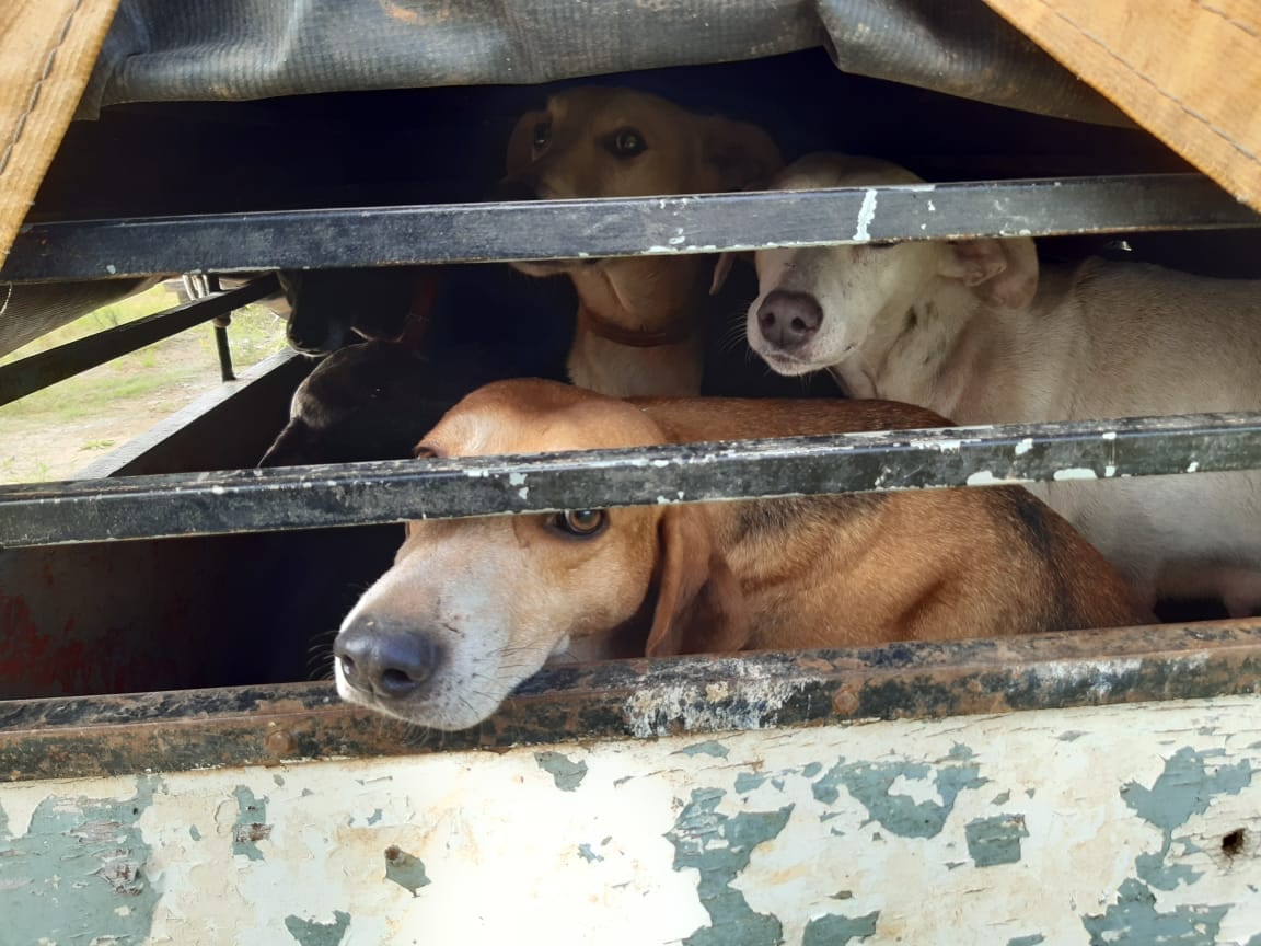 Cães de caça são resgatados de situação de maus-tratos em fazenda de Gravataí
