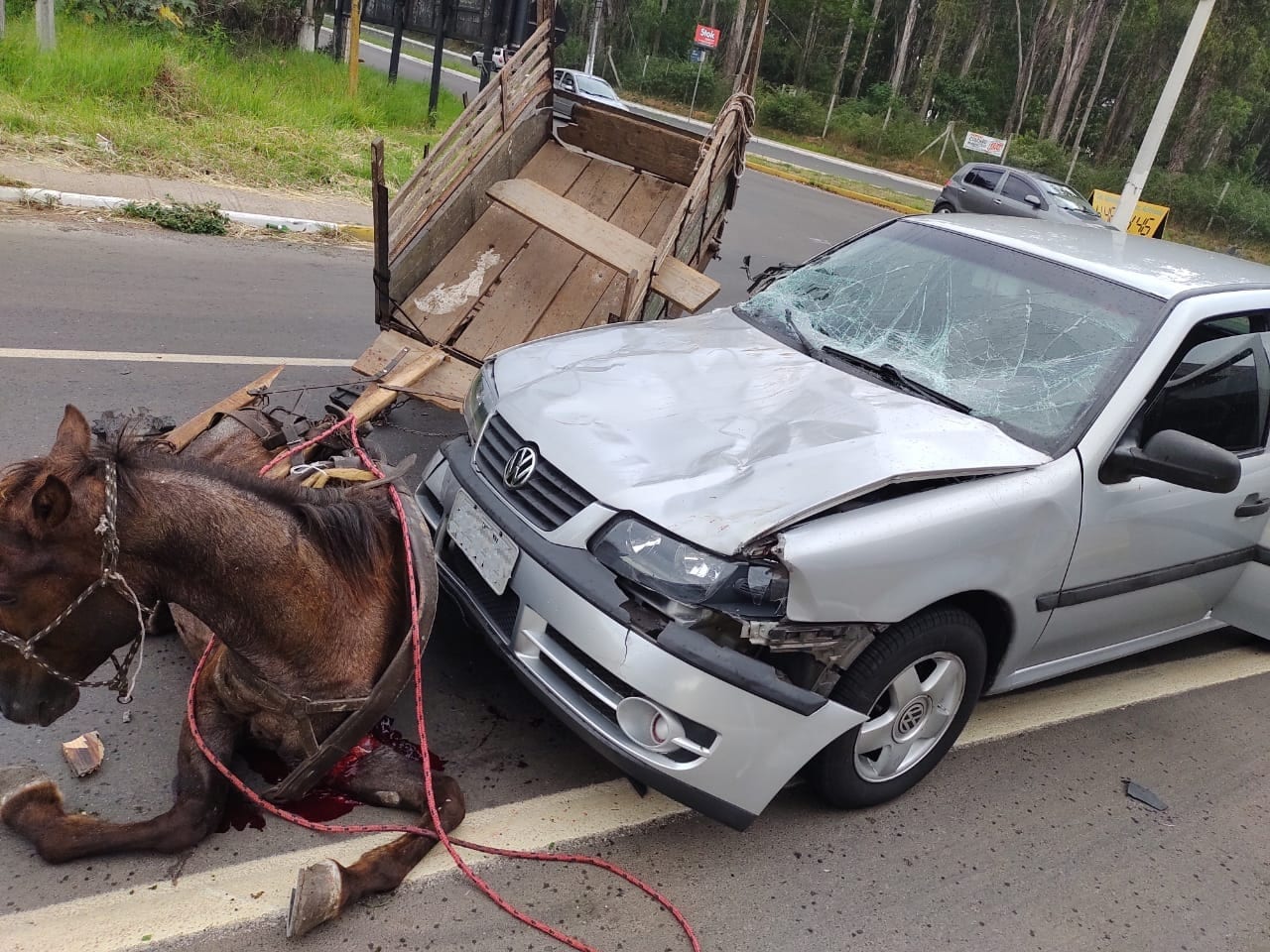Colisão entre um carro e uma carroça resulta na morte de cavalo em Gravataí