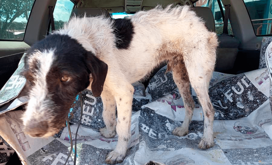 Com sinais de desnutrição e ferimentos pelo corpo, cão amarrado em portão é resgatado em Gravataí