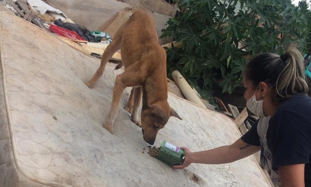 Vidas entre escombros: moradora de Cachoeirinha se dedica ao resgate de animais