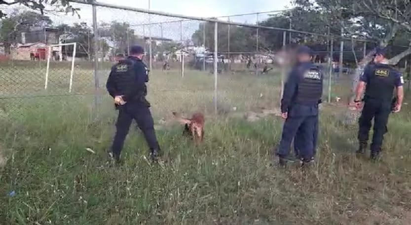 Cão da Guarda Municipal faz treinamento pela manhã e ajuda a encontrar drogas à tarde em Gravataí