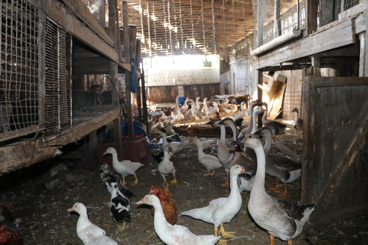 Mais de 900 animais são apreendidos em aviário de Gravataí