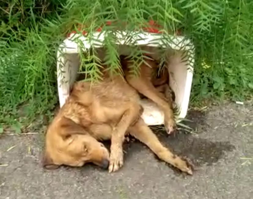 Cão deixado para morrer dentro de caixa térmica tem uma nova vida em Gravataí