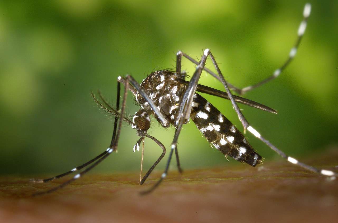 Com Gravataí, Cachoeirinha e Glorinha na lista, alta infestação de mosquitos da dengue é registrada no RS 