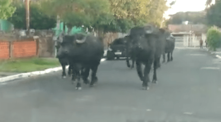 Vídeo | Búfalos são flagrados caminhando pelas ruas de Gravataí