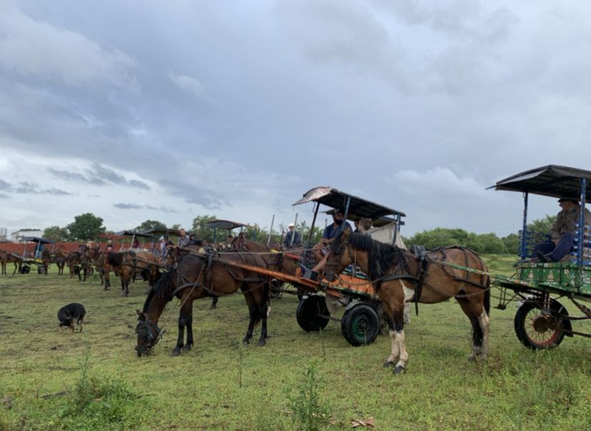 Carroceiros realizam protesto contra lei que proíbe veículos de tração animal em Gravataí
