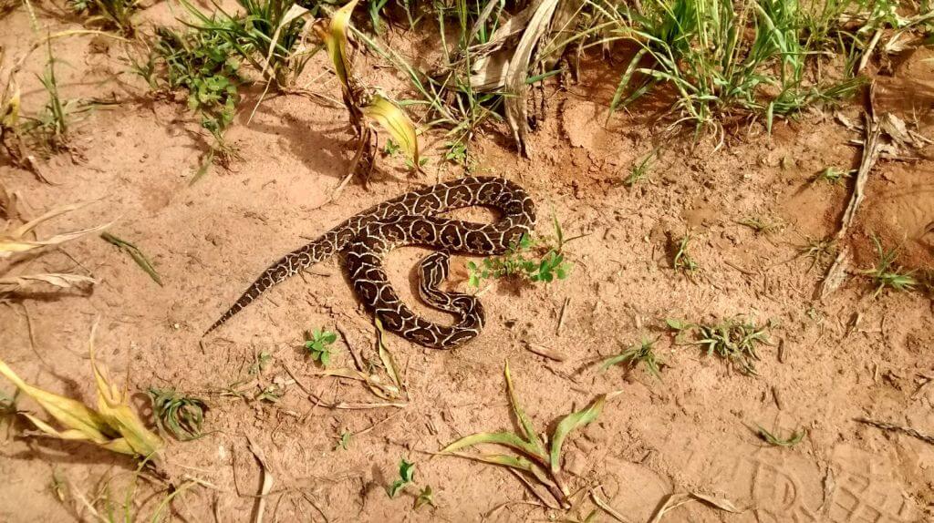 Época de atenção redobrada para o surgimento de cobras peçonhentas na área urbana de Gravataí