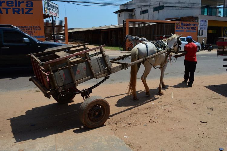 Vereadores aprovam o fim das carroças na área urbana de Gravataí