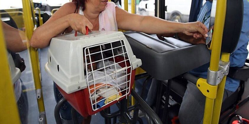 Vereadores de Gravataí aprovam lei que permite o transporte de animais em ônibus