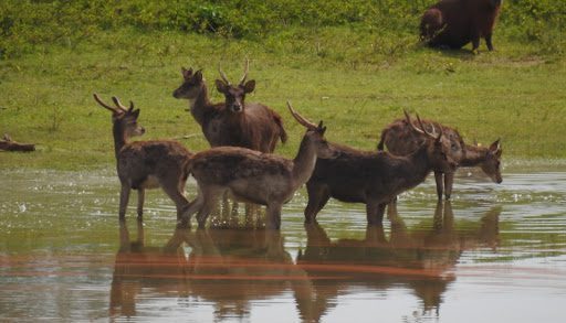 TRF-4 nega recurso e Ibama pode decidir sobre abate de animais do Pampas Safari, em Gravataí