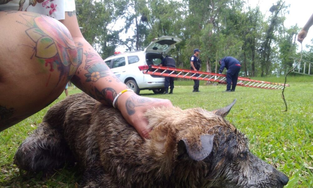 Bombeiros e guardas municipais resgatam cão de banhado em Gravataí