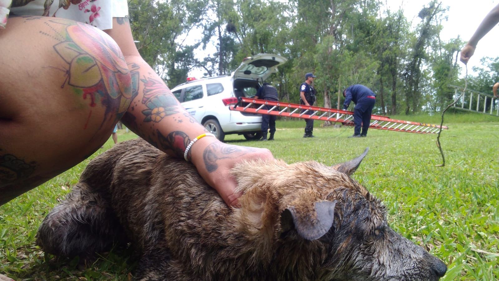 Bombeiros e guardas municipais resgatam cão de banhado em Gravataí