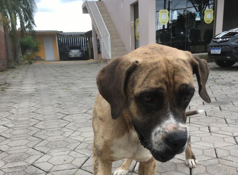 Moradora que abandonou cão após alta dosagem de medicamento responderá pelo crime em Glorinha