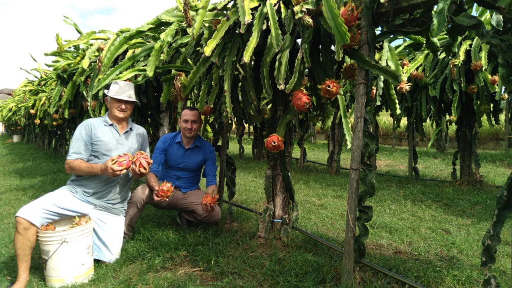 Livre de agrotóxicos: Produtor de Gravataí recebe incentivo do governo pelo cultivo de Pitaya