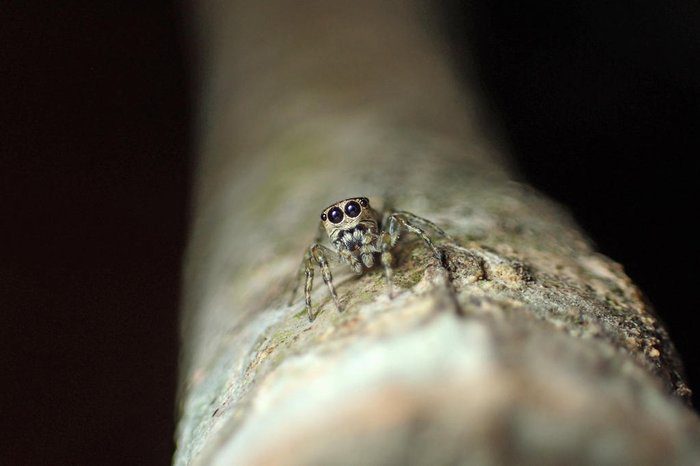 Pesquisadora de Gravataí descobre oficialmente nova espécie de aranha