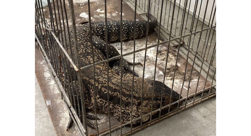 Cerca de 350 animais silvestres foram resgatados em um ano em Gravataí