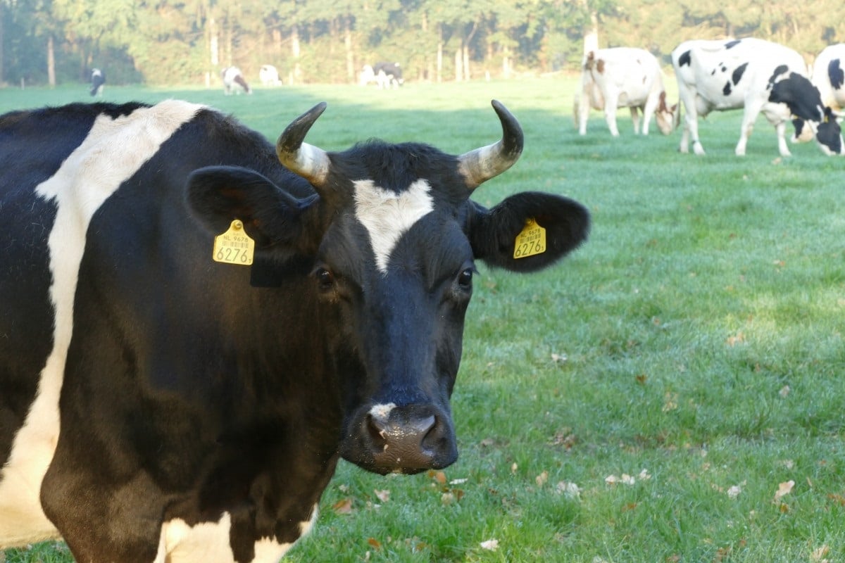 Focos de raiva bovina são registrados em Gravataí e Glorinha; RS em alerta