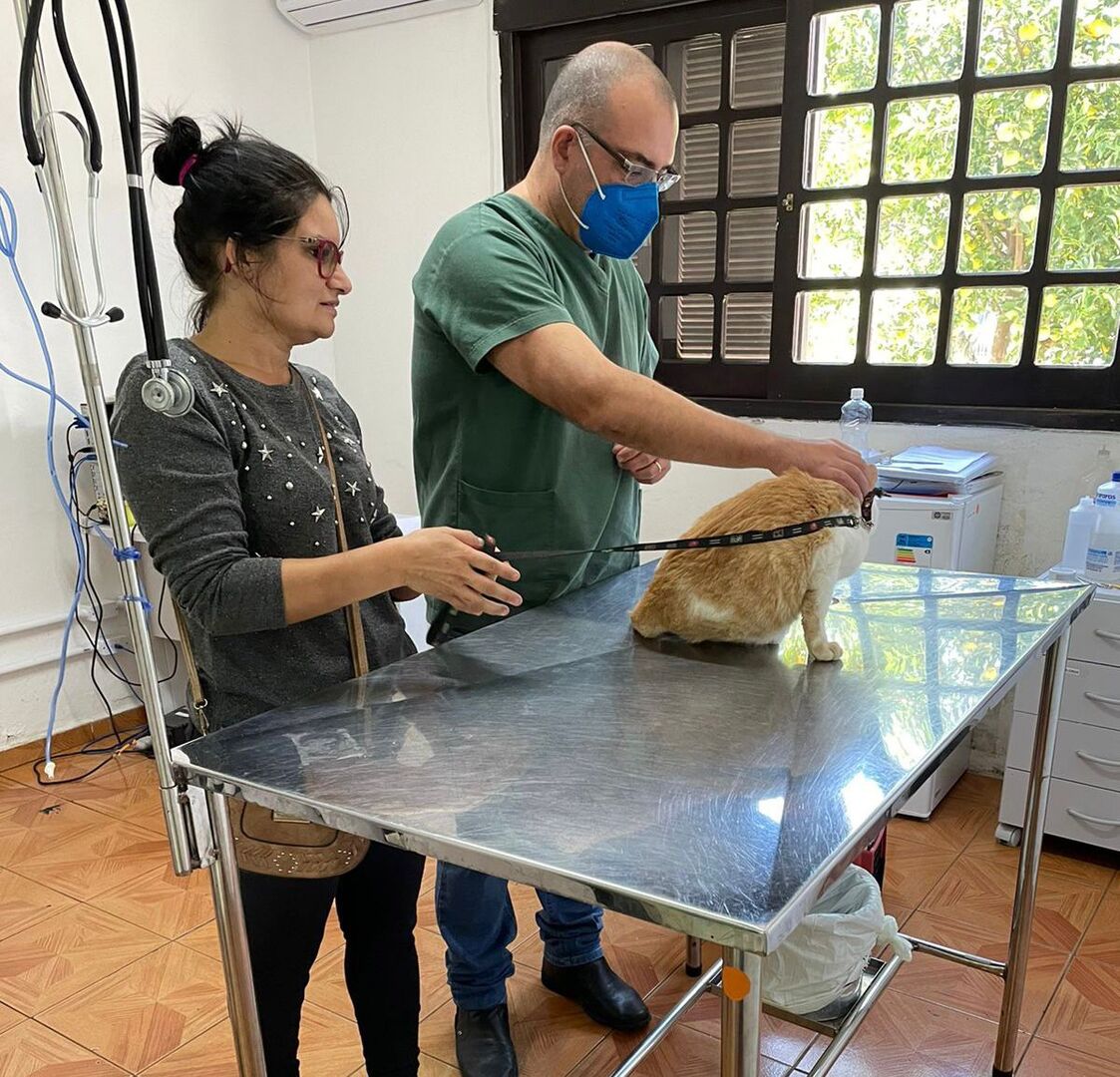 Centro Municipal de Saúde Animal de Cachoeirinha realizou quase 400 cirurgias em 100 dias