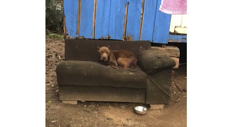 Dois cães são resgatados e um morador de Gravataí é preso por maus-tratos