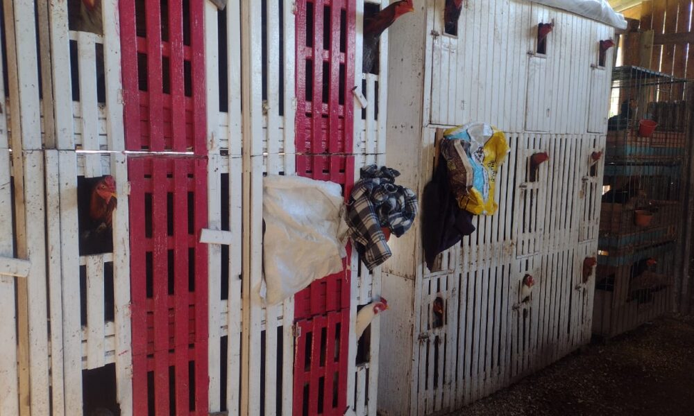 Rinha de galos é descoberta em Gravataí e mais de 80 animais são resgatados