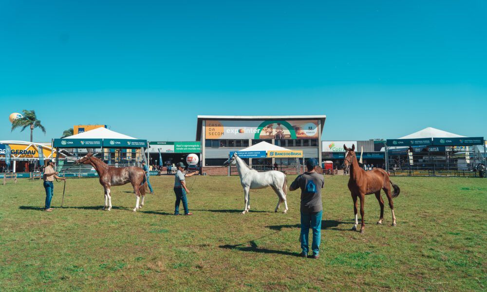 Rancho de Gravataí fatura 11 prêmios com a raça Mangalarga na Expointer