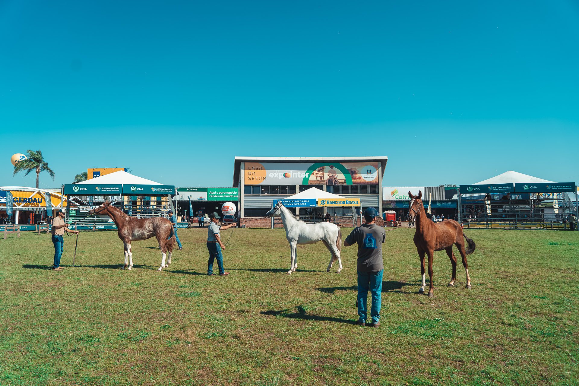 Rancho de Gravataí fatura 11 prêmios com a raça Mangalarga na Expointer