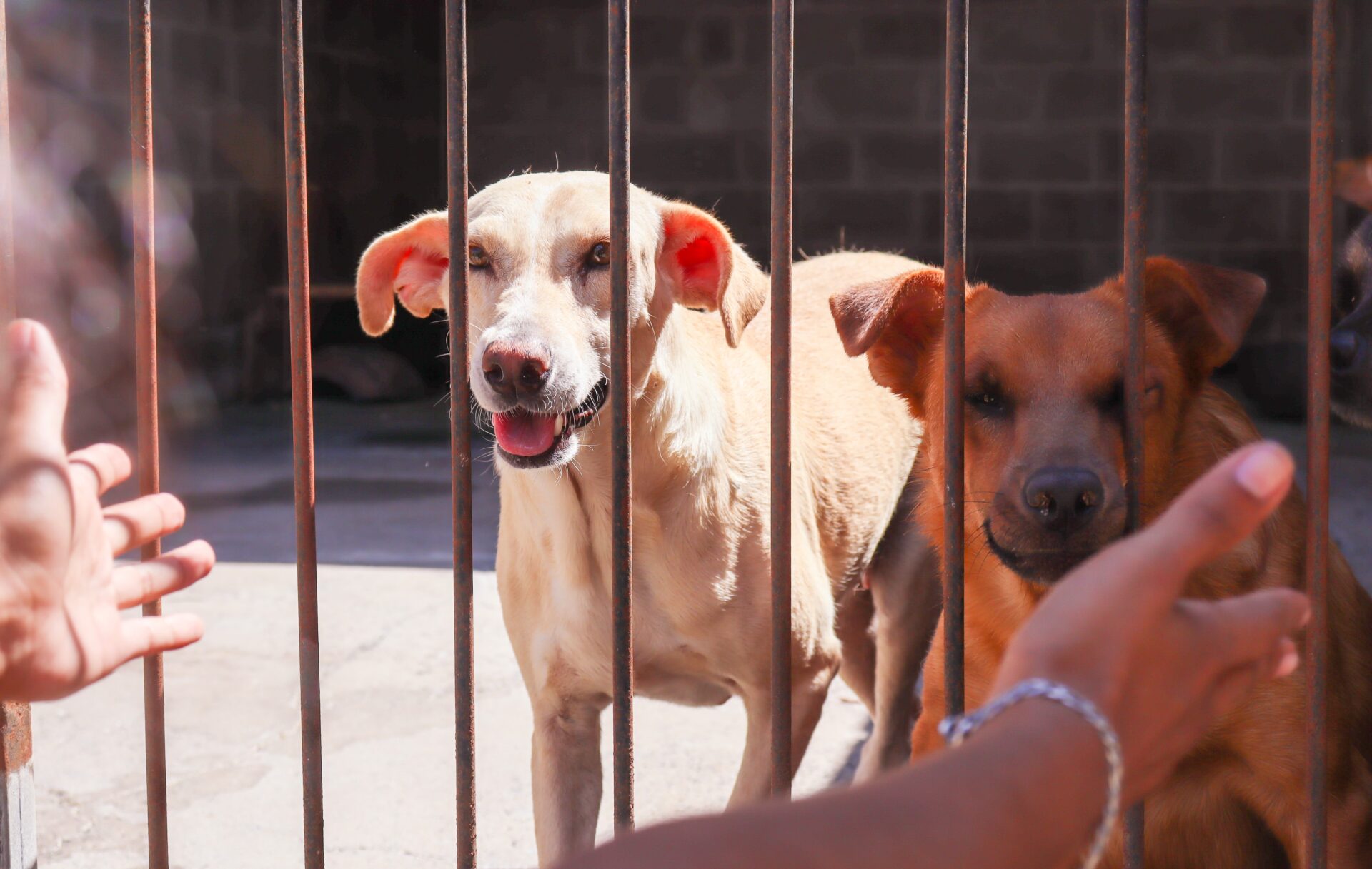 Vítimas de maus-tratos, cães e gatos esperam um novo lar em Gravataí