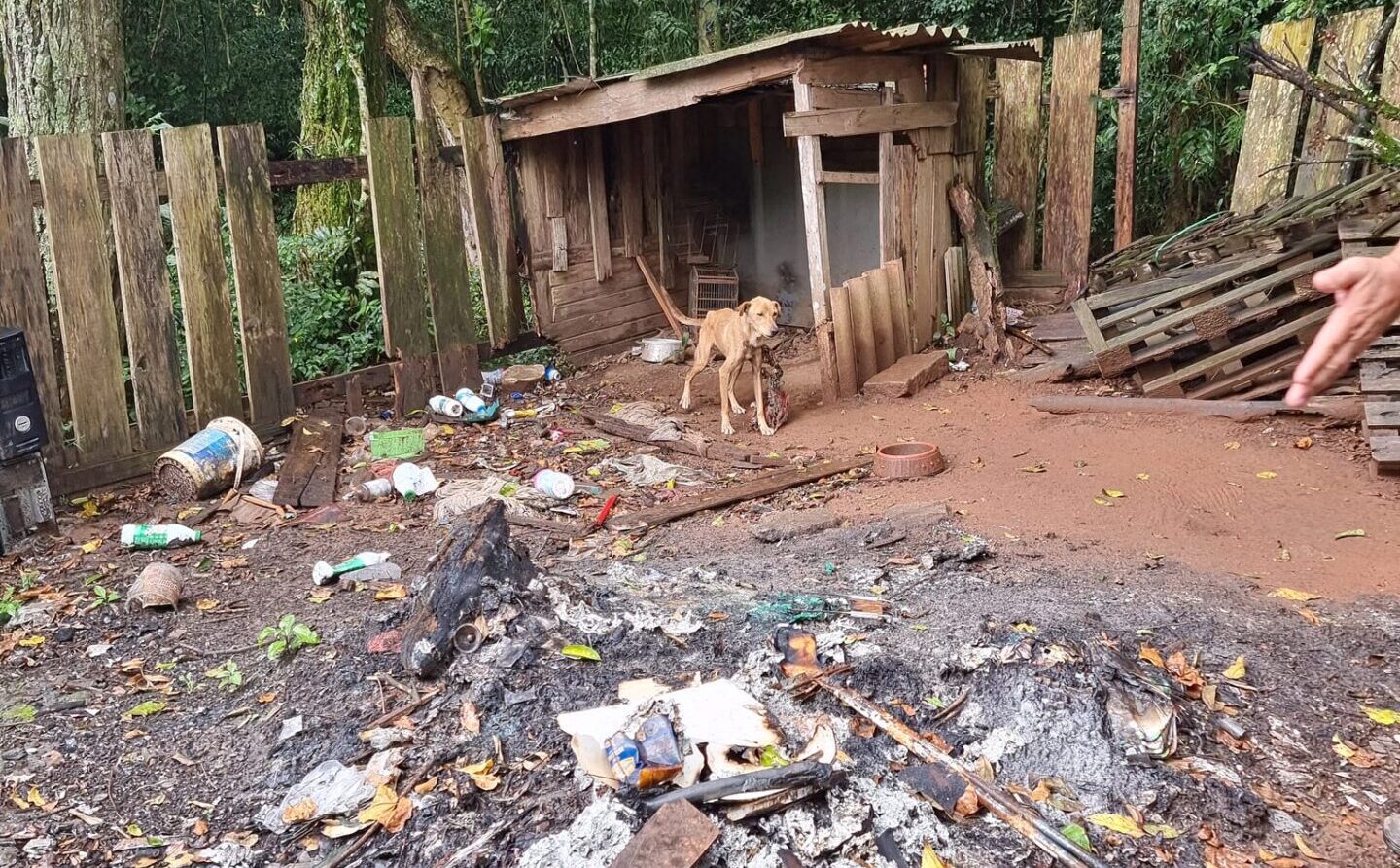 Cinco animais vítimas de maus-tratos são resgatados em Gravataí