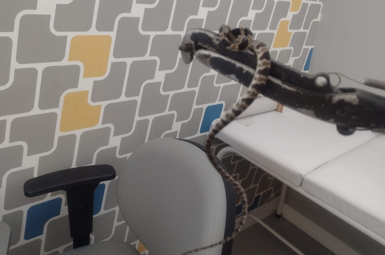 Cobra é capturada em uma clínica médica de Gravataí