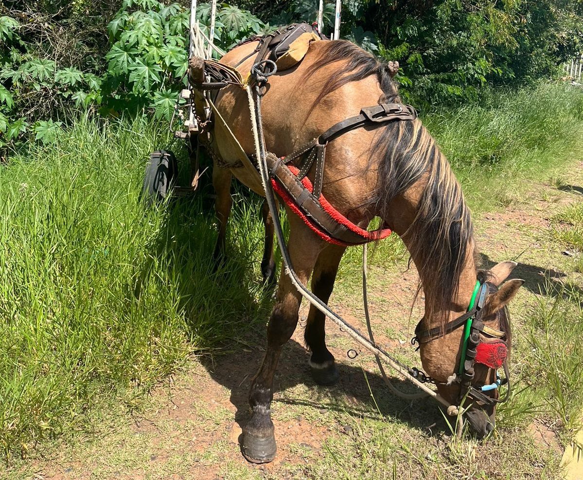 Cavalo é recolhido após tutor descumprir decreto em Gravataí